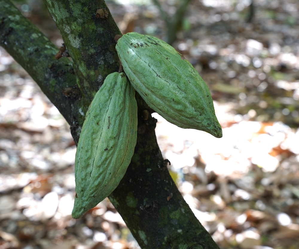 Scopri di più sull'articolo I Maestri della pasticceria alla scoperta delle origini del cacao